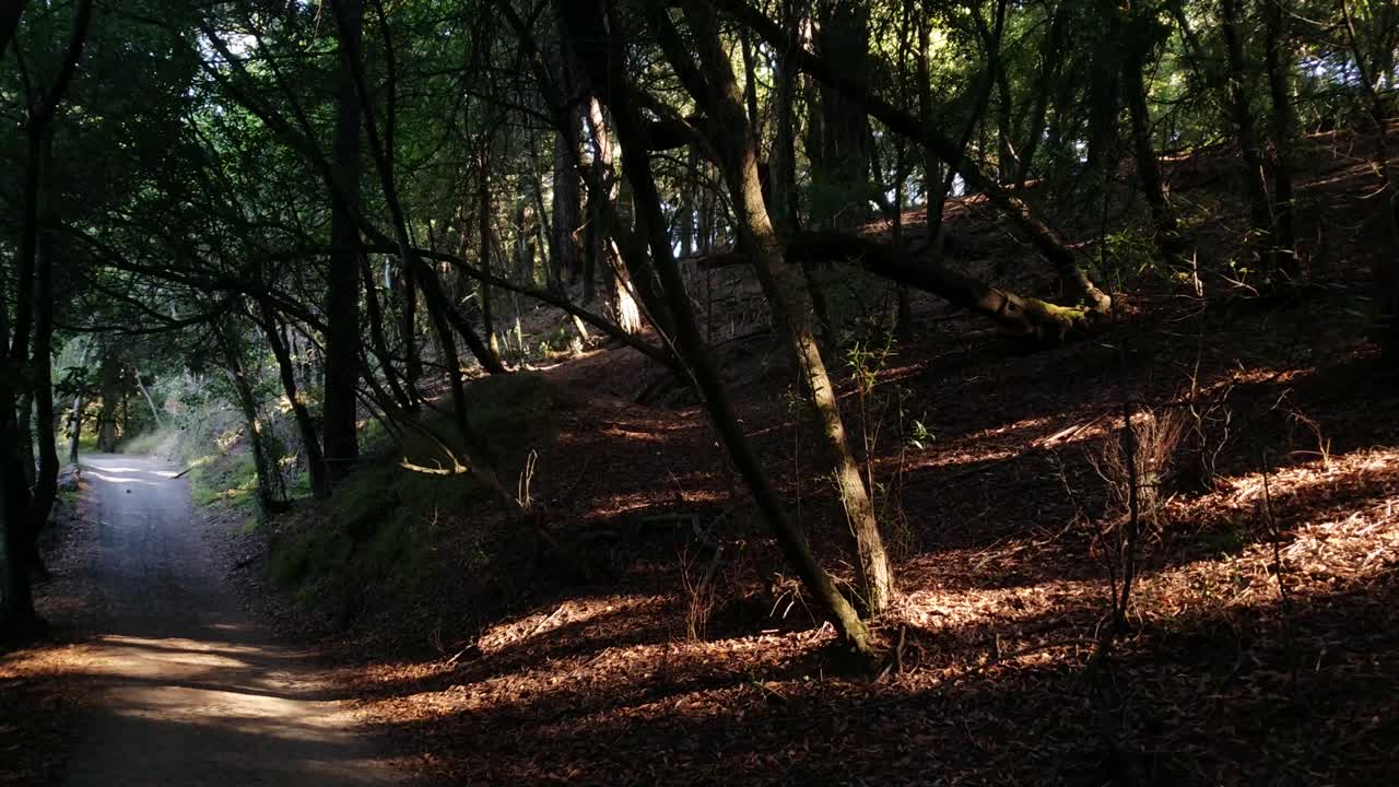 un brillante amanecer matutino sobre una ruta de senderismo mientras los rayos del sol atraviesan el bosque a la velocidad de la luz