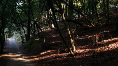 Un-Brillante-Amanecer-Matutino-Sobre-Una-Ruta-De-Senderismo-Mientras-Los-Rayos-Del-Sol-Atraviesan-El-Bosque-A-La-Velocidad-De-La-Luz