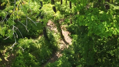 Rising-up-crane-shot-of-trees-in-forest