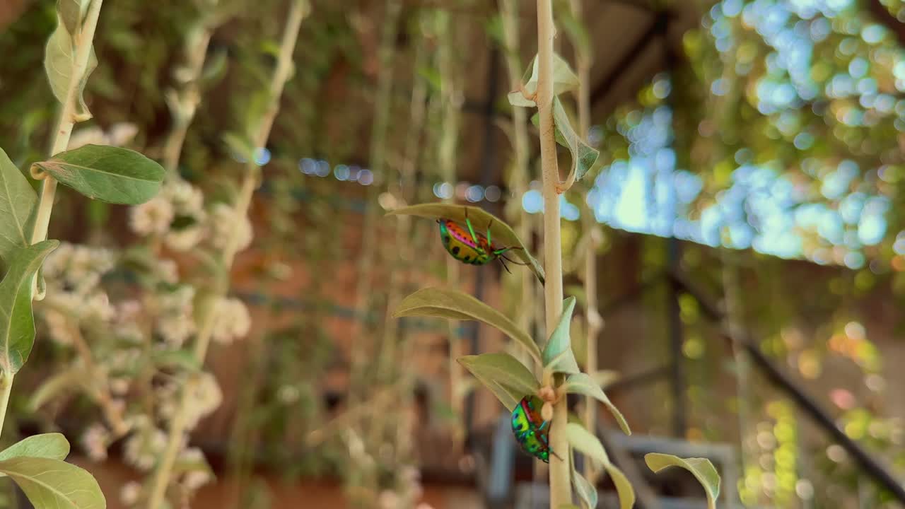 Close up of two beautiful Jewel bugs or Green Ladybug Perched on branch in the home garden