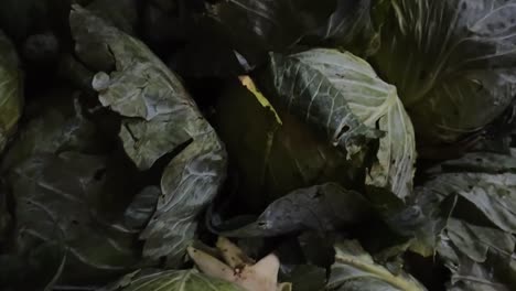 Whole-and-sliced-white-cabbages