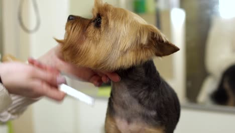 la hembra de combs yorkshire terrier