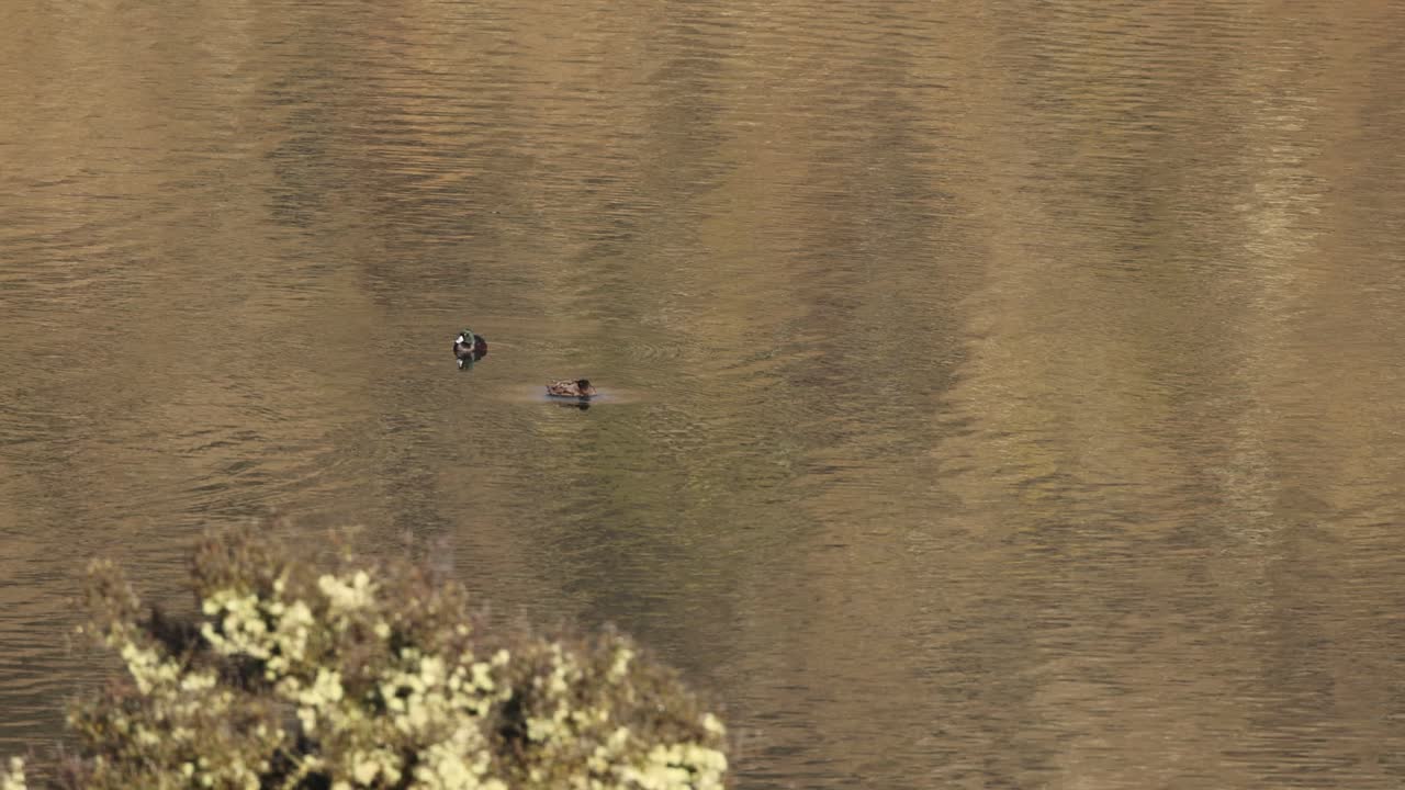 Two ducks swim calmly on reflective lake water, overhead aerial perspective, natural daylight, steady camera