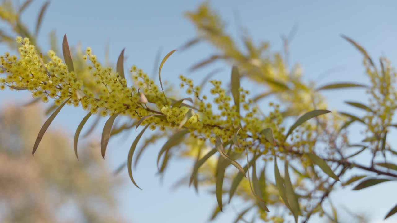 A cluster of golden wattle flowers at peak bloom, showcasing Australia’s vibrant native flora