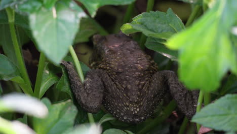 Hintere-Nahaufnahme-Eines-Rhinella-spinulosa-Frosches,-Der-Im-Gras-Springt