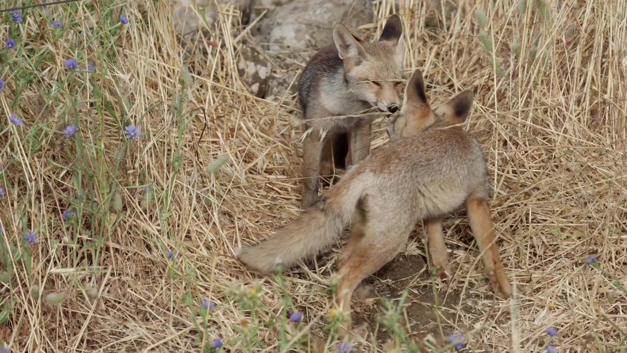 Hermanos cachorros de zorro rojo explorando y buscando alimento en un campo
