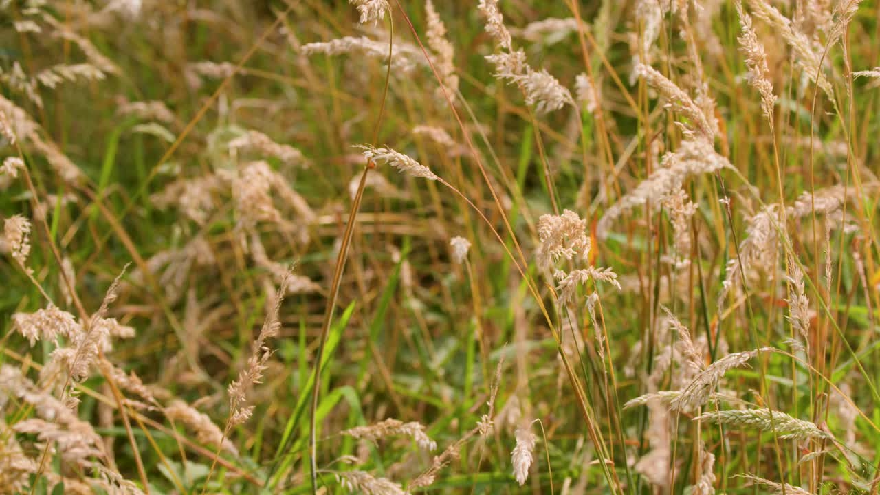 Close-up of wild grasses gently moving in summer breeze, soft natural daylight, static camera