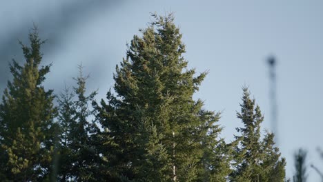 Hand-held-shot-of-trees-swaying-in-a-gentle-breeze-in-the-New-Zealand-countryside