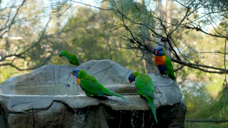 lorikeets-swimming-sitting-on-water-fountain