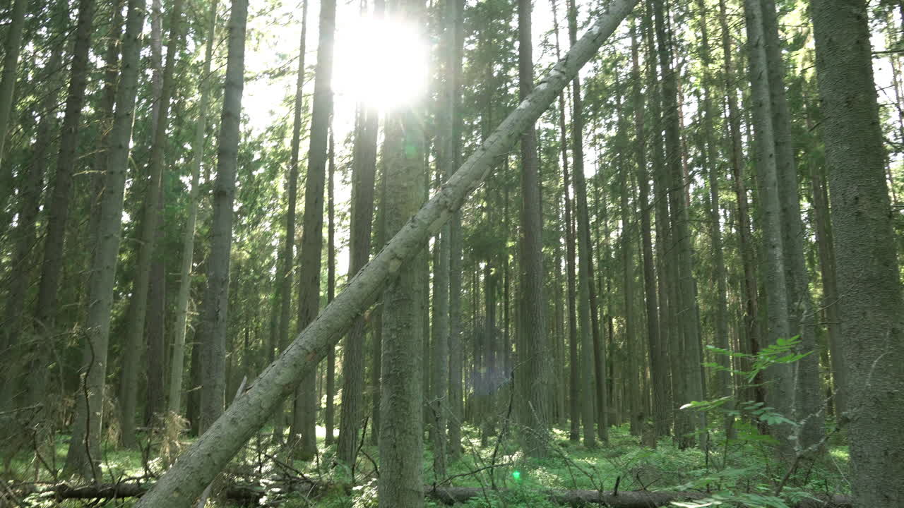 antiguo bosque mixto