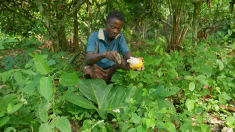 Schwarzafrikanischer-Junger-Bauer-öffnet-In-Zeitlupe-Einen-Kakao,-Der-Das-Weiße,-Frische,-Gesunde-Fruchtfleisch-Auf-Einem-Bananenblatt-Im-Wald-Verteilt
