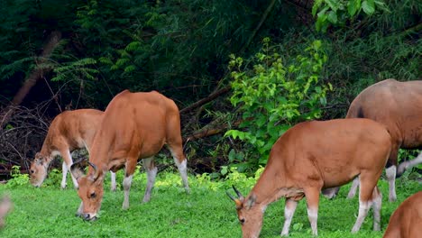 el banteng o tembadau, es un ganado salvaje que se encuentra en el sudeste asiático y se extinguió en algunos países