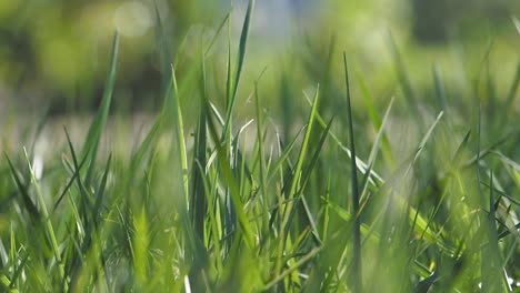 primer plano de la hierba verde