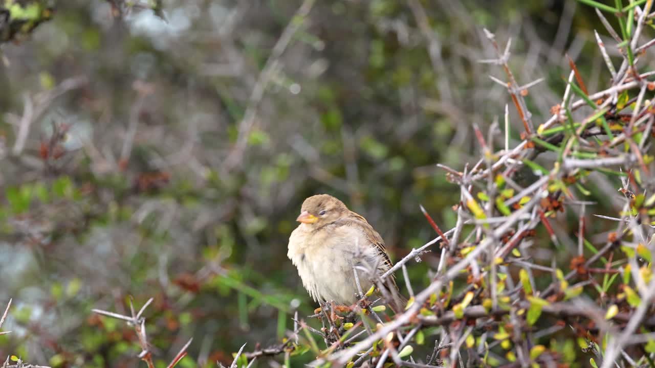 A sparrow rests on a branch in Lake Tekapo, New Zealand, amidst natural greenery with soft lighting