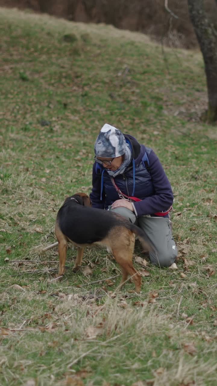 Dog walking in the forest in autumn