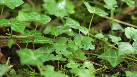 close-up of small leaves in natural setting