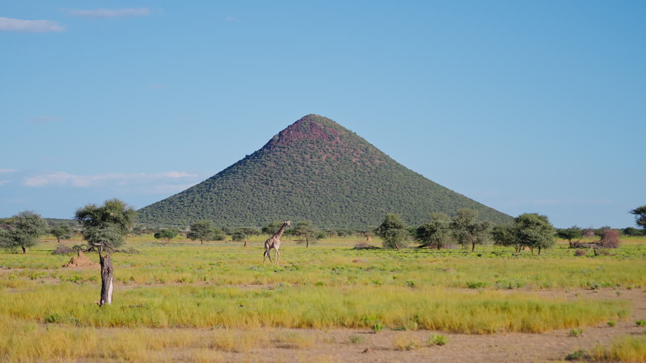 Giraffe in African Savanna Landscape