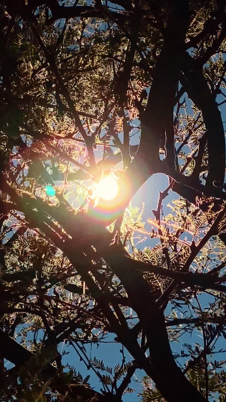 Sun shining through tree branches at low angle. Bright sunlight creating a lens flare effect through the dark silhouette of tree leaves and branches