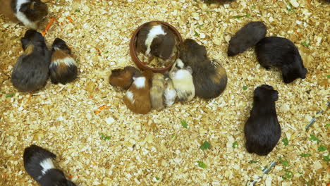 guinea pigs of varied colors and sizes nibbling on shredded material or saw dust in a shelter