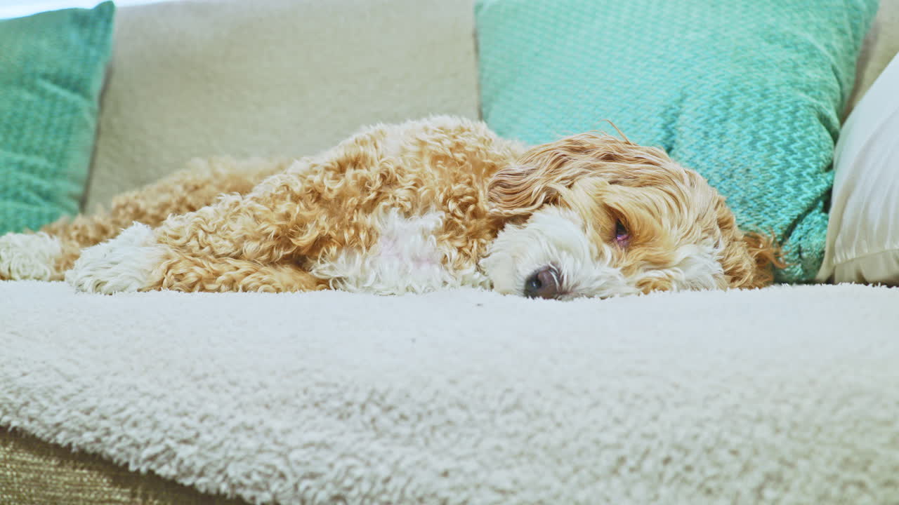 Cane meticcio di Barboncino Toy e Havanese che fa un pisolino su un divano accogliente, circondato da morbidi cuscini e coperte, in un soggiorno luminoso di giorno