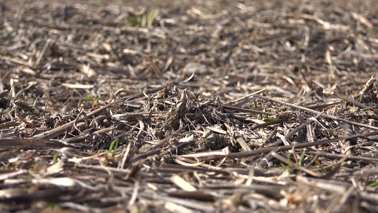 Close-up de uma Libélula Descansando em Restolho Seco em um Campo