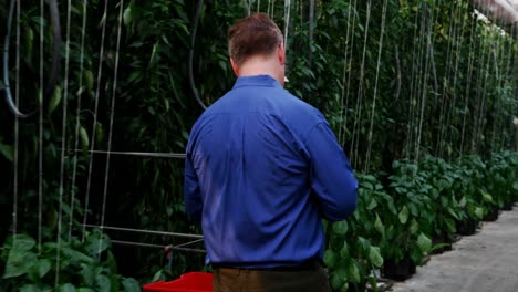 Man-examining-plants-in-green-house-4k