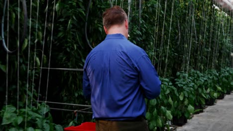 man examining plants in green house 4k