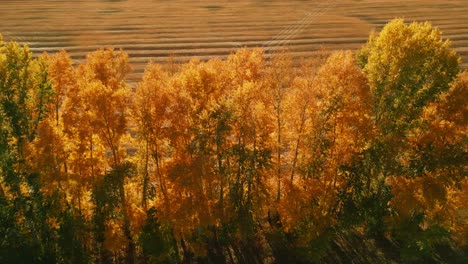 autumnal forest and field