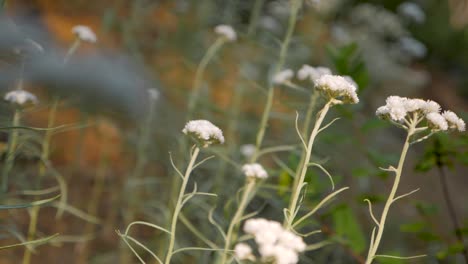 Mittlere-Aufnahme-Eines-Feldes-Aus-Perligen,-Ewigen-Blumen