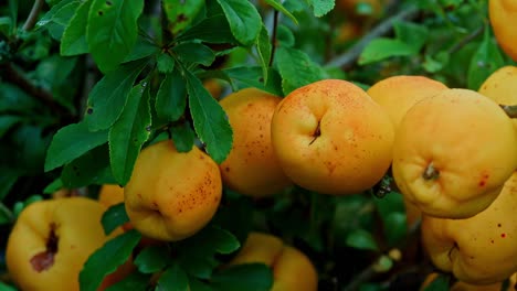 Spotted yellow lemons on tree branch with black discoloration across their surface