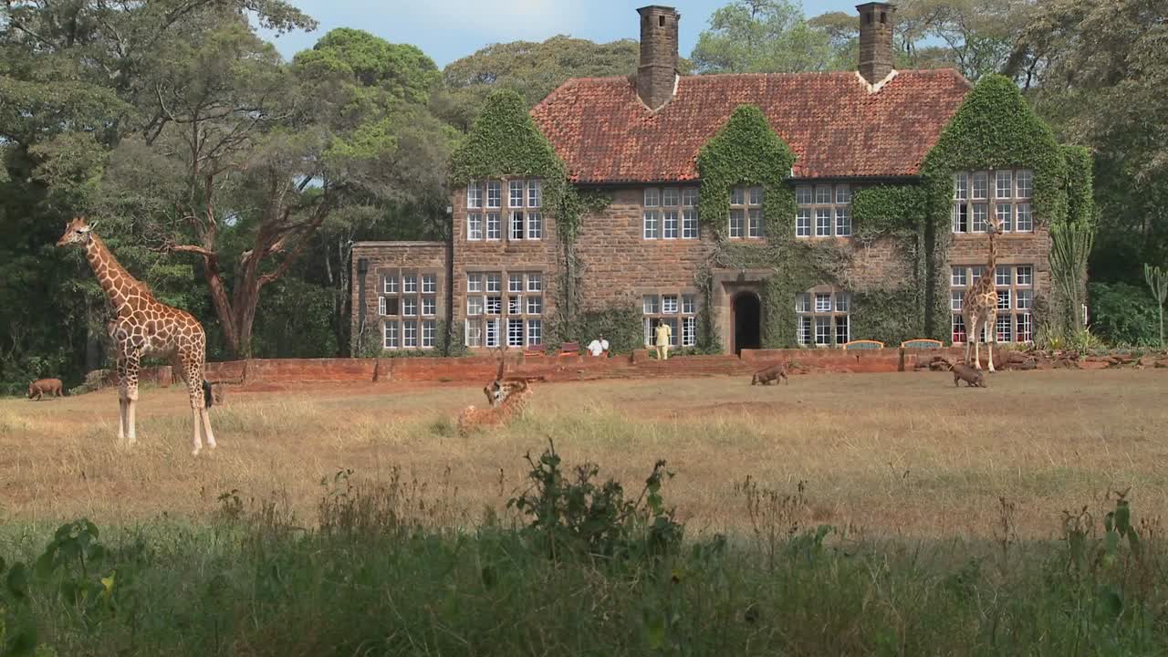 케냐의 옛 저택 밖을 돌아다니는 기린 23