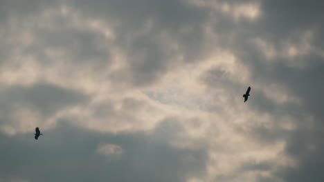 cloudscape sky with flying birds during sunrise