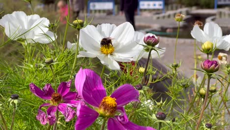 a bee collects pollen from the white flowers and flies away in a windy weather