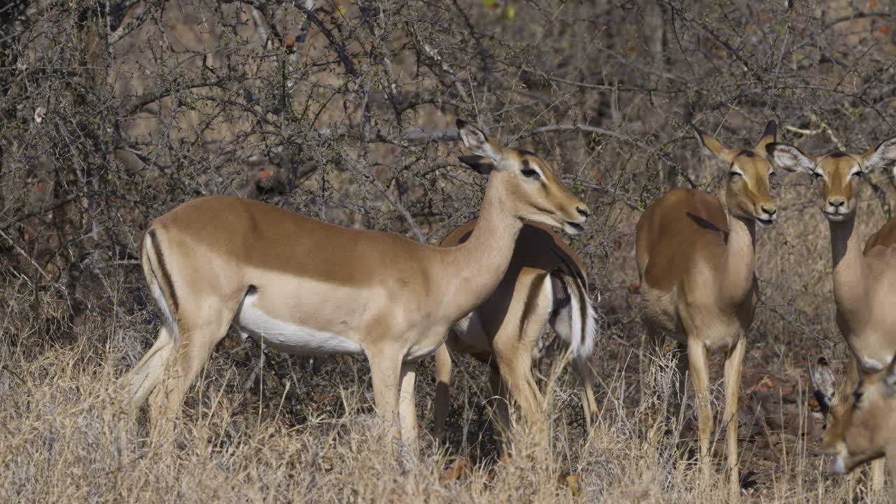 clan femenino impala o rooibok rumiando a la luz del sol de la mañana, cámara lenta
