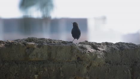 indian black robin sitting on the wall