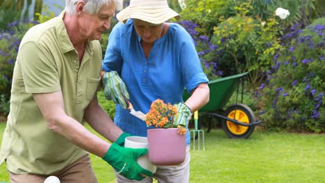 Senior-couple-gardening-together-in-backyard