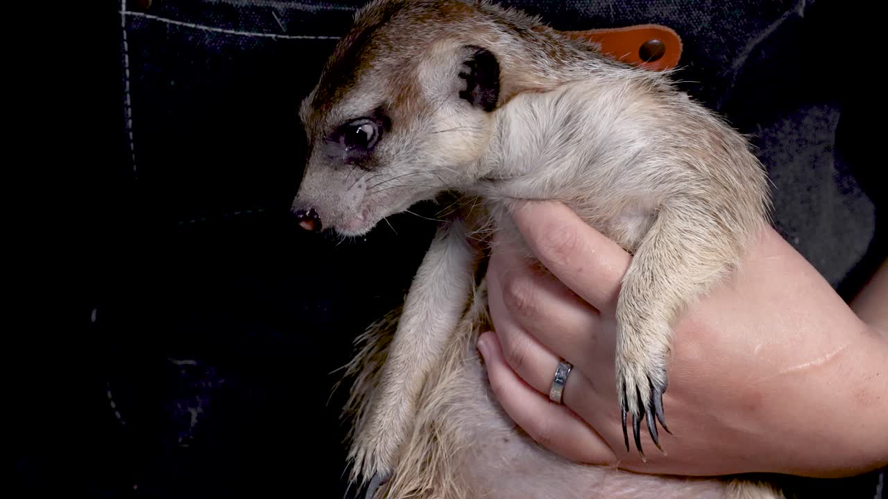 Una persona tiene in mano un suricato mentre gli dà una larva da mangiare usando delle pinzette di metallo al chiuso
