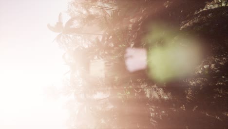 tropical green forest view with sun flare in morning