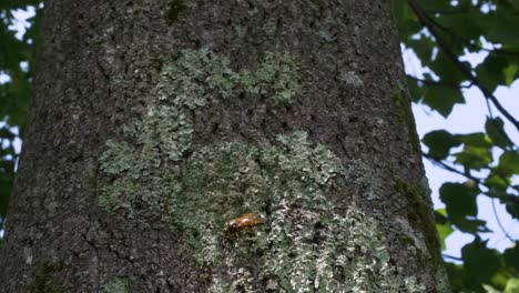 a large cicada killer wasp aka cicada hawk, sits on a tree trunk in a new jersey forest