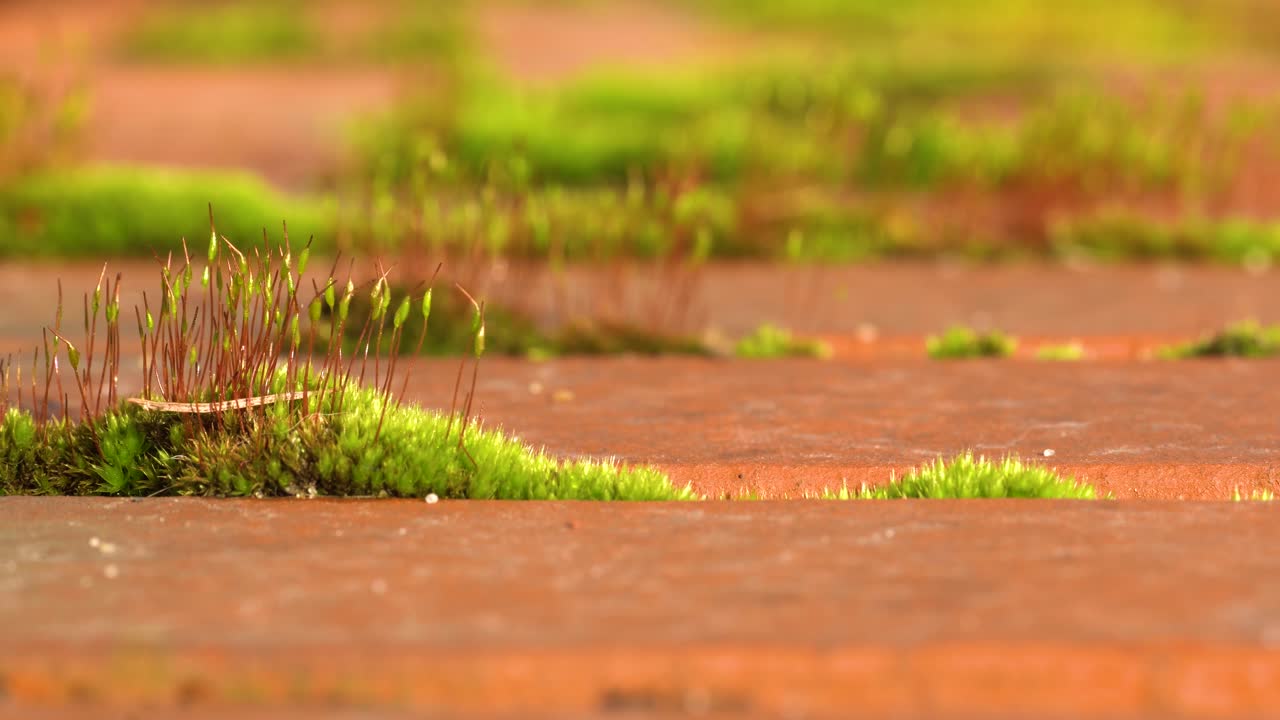 벽돌 사이에서 자라는 직립 포자 포자체가 있는 녹색 세라토돈 이끼