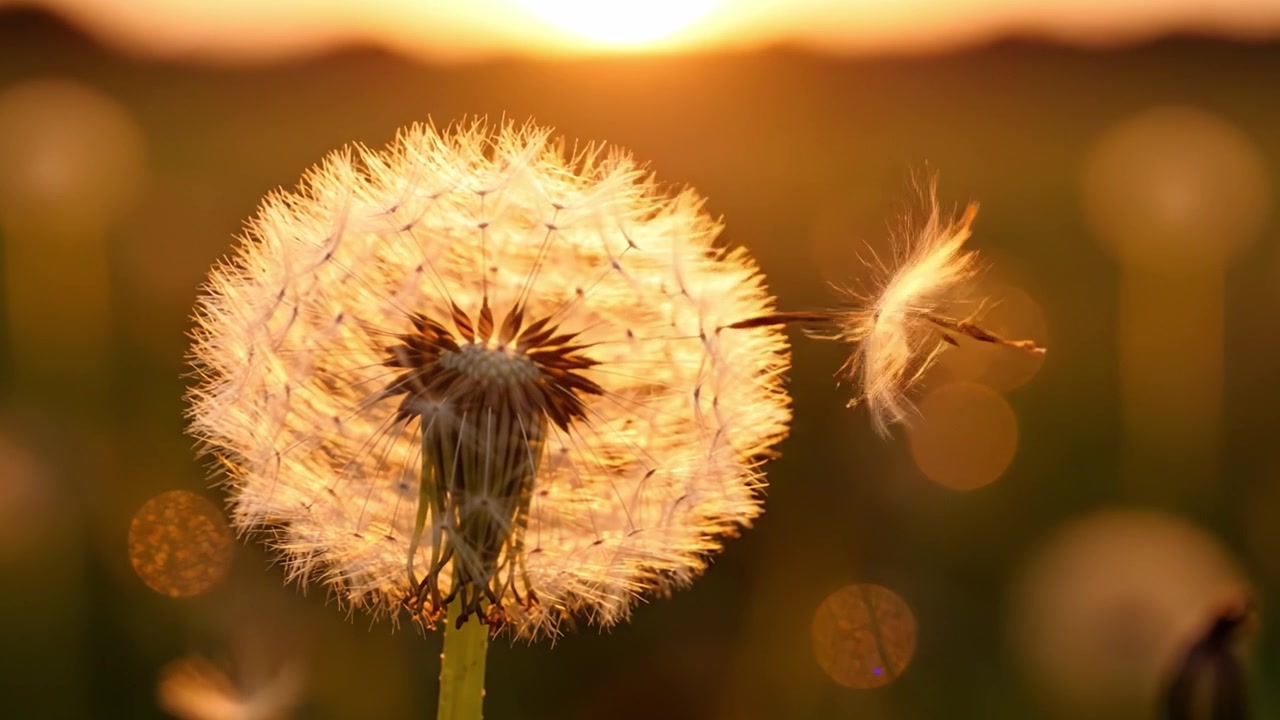Een betoverende paardenbloem verlicht door het warme licht van de ondergaande zon, die haar delicate zaadjes toont, klaar om zich te verspreiden in de zachte bries van een serene avond.