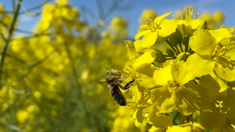 Vemos-En-Un-Campo-De-Colza-Una-Abeja-Que-Emerge-Lentamente-De-Una-Flor-Amarilla-Completamente-Impregnada-De-Polen,-Frota-Sus-Antenas-Y-Emprende-El-Vuelo,-Dejando-La-Flor-Sola-Con-Un-Movimiento-Sutil.