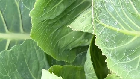 green leaf texture close up view water drops fall in slow motion view green leaf texture close up view water drops fall in slow motion view