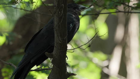 large-billed crow or jungle crow perched on tree branch looking around and fly away in slow motion