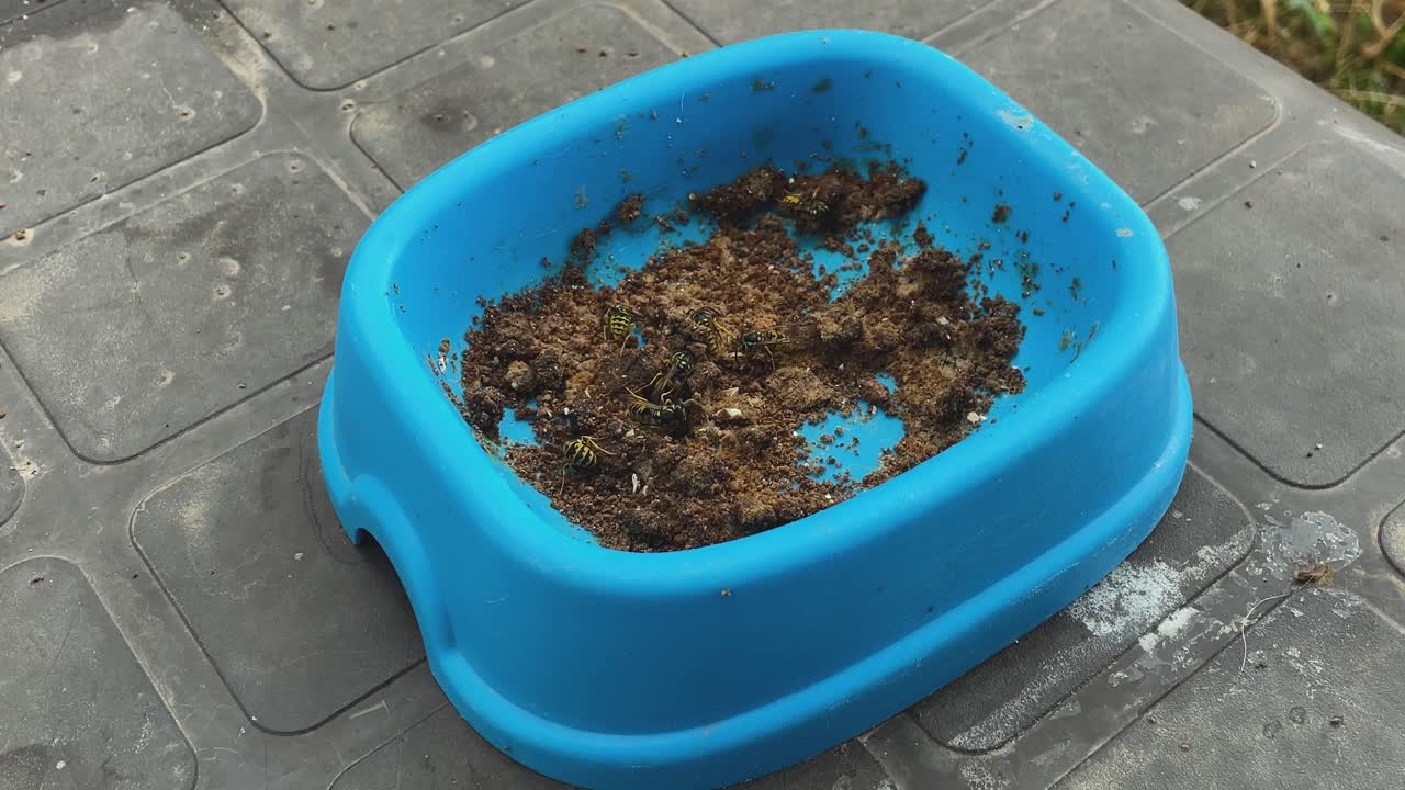 Static slow motion close-up of many wasps feeding on cat food in a blue plastic container.More than seven insects gather while others hover around trying to steal food from those already collecting it