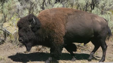 Buffalo-Walking-Along-Side-Of-The-Road-In-National-Park-Landscape