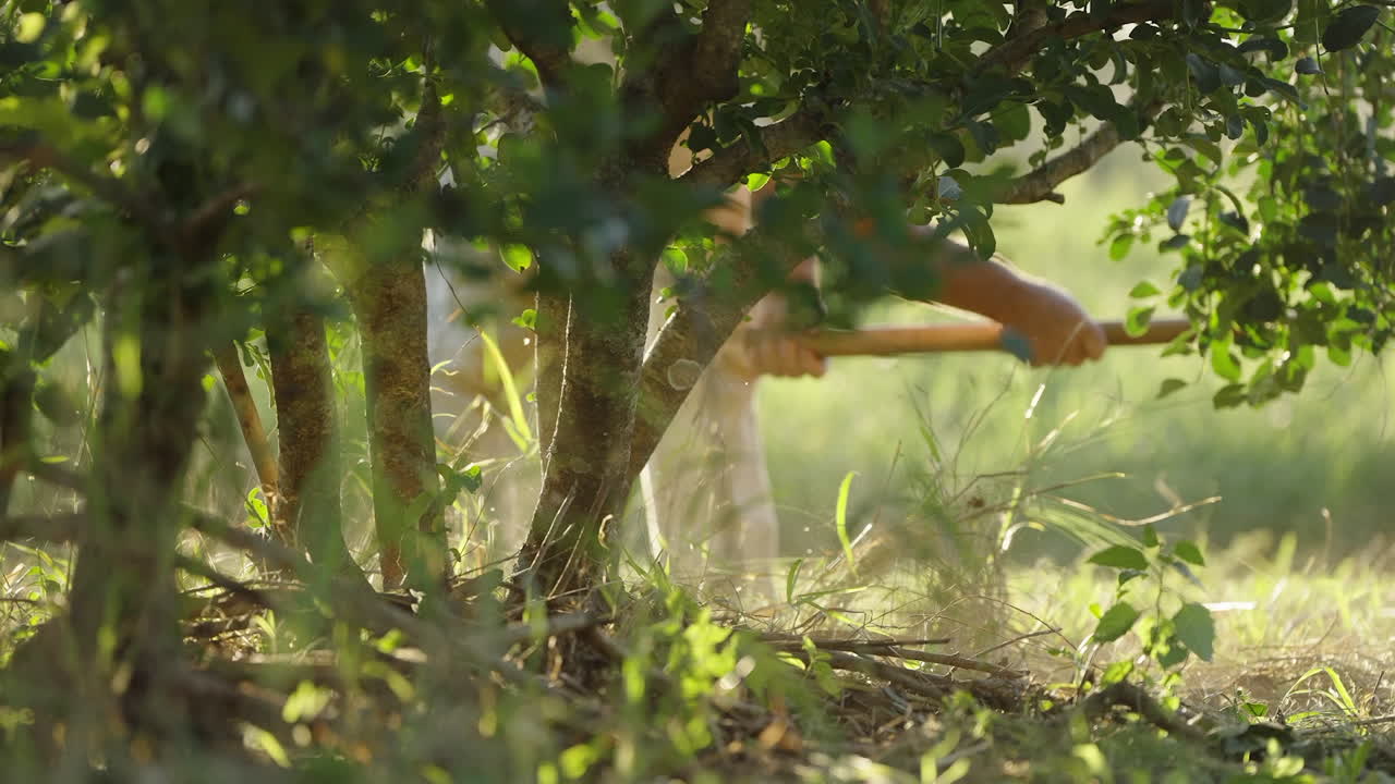 Farm worker pruning weeds with scythe on Yerba Mate farmland
