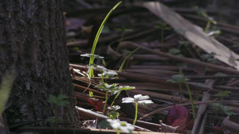 green-grass-under-the-tree-in-the-sunlight