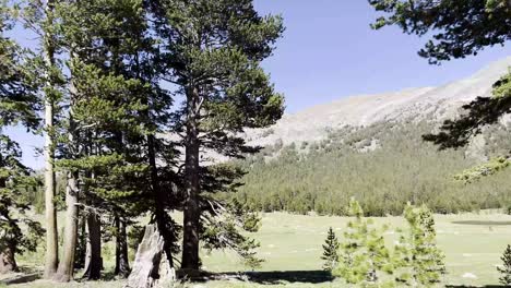 conduciendo por hermosas montañas cubiertas de nieve con numerosos pinos