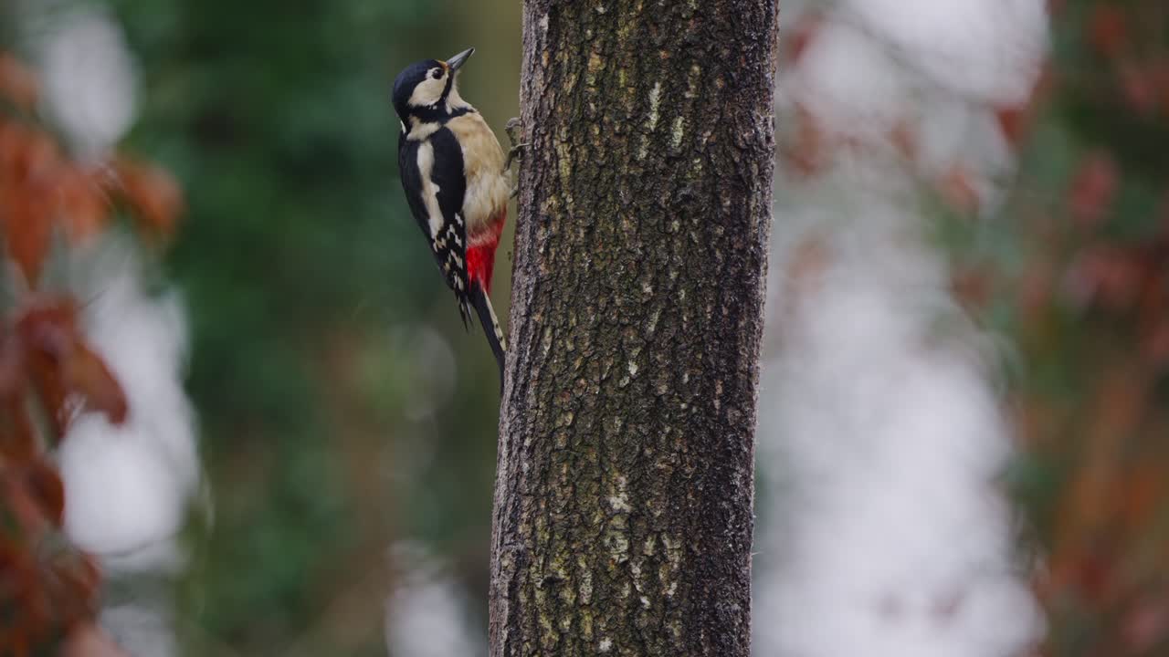 Great spotted woodpecker sits alert on tree branch, pine foliage and soft forest lighting